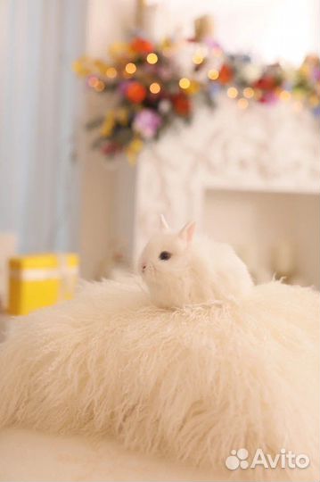 Мини кролики Царские