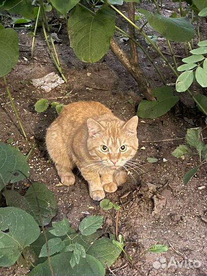 Найден кот. Ищем старых или новых хозяев