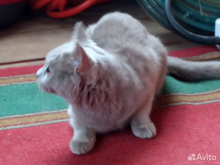 Кошка бесплатно