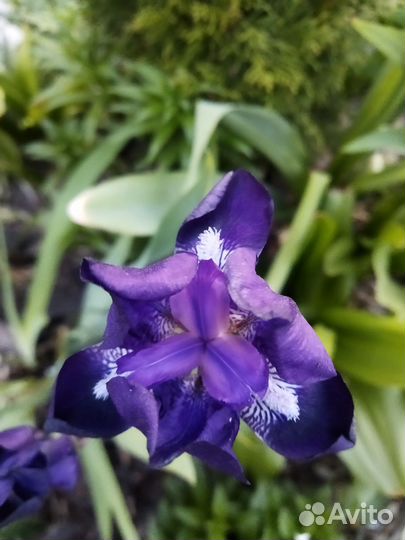 Многолетние цветы