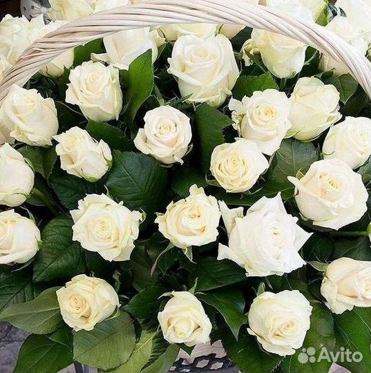 Розы гиганты 140 150 160 170 180 200