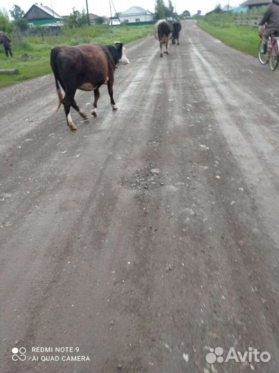 Телка