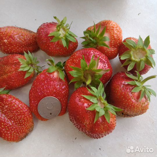 Рассада клубники