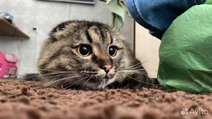 Шикарный кот красавец