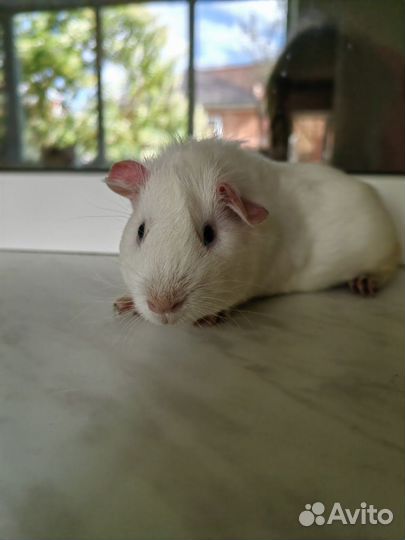 Морская свинка поросенок мальчик