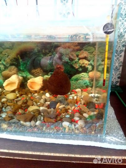 Аквариум