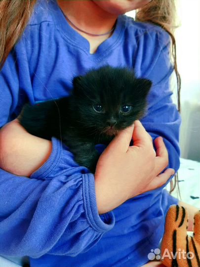 Черный котенок