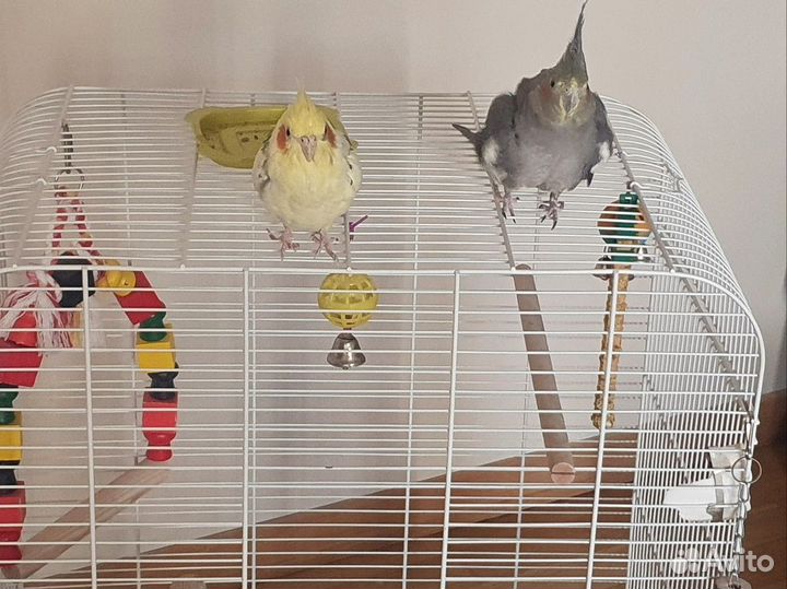 Попугай корелла с клеткой