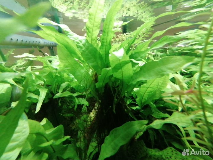 Папоротник таиландский (Microsorum pteropus)