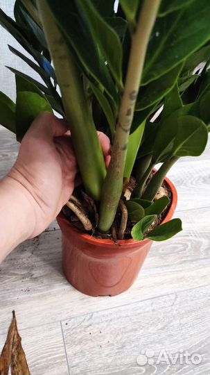 Замиокулькас