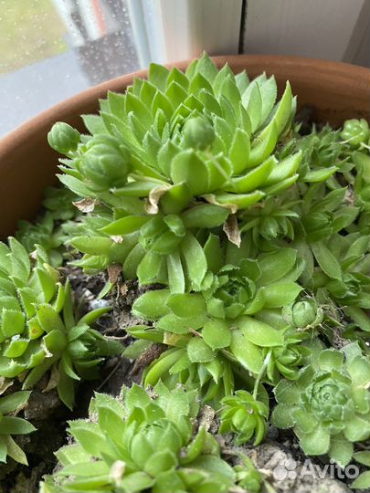 Эхеверия каменная роза