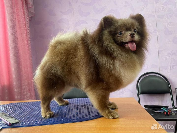 Шоколадный мрамор Вязка