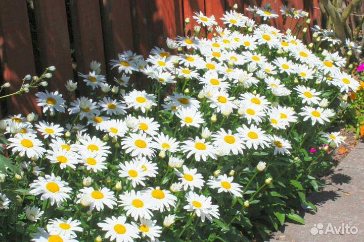 Нивяник ромашка