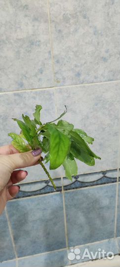 Растения для аквариума