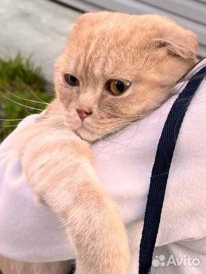 Шотландский вислоухий кот