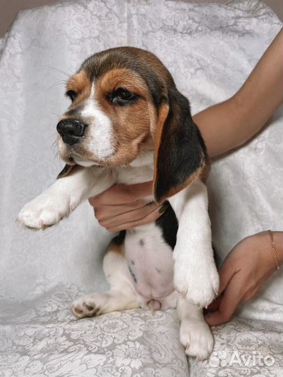 Щенки бигль