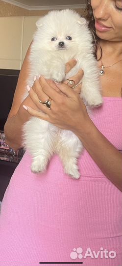 Щенки шпица мини мишка