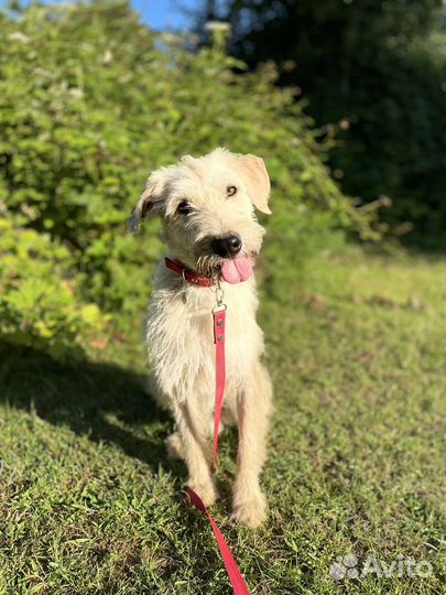 Очаровательный мальчик ищет дом