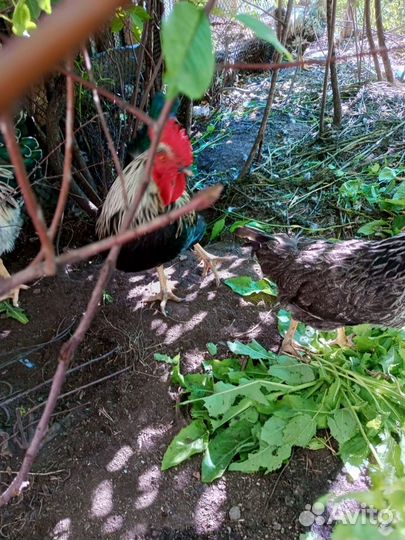 Молодые петухи