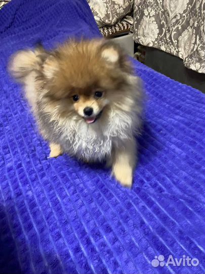 Померанский шпиц