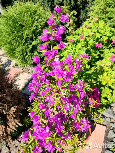 Бугенвиллия