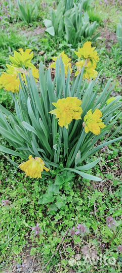 Нарциссы махровые