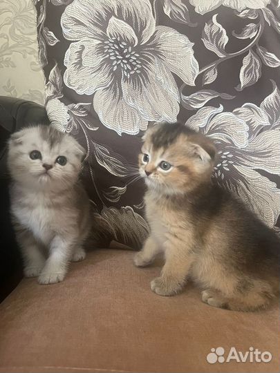 Шотландские котята