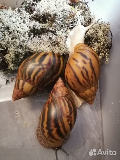 Продам улиток