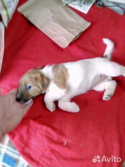 Щенки джек рассел терьер брокен и джойстики