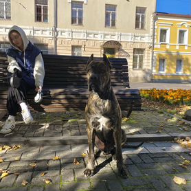 Алано Эспаньол вязка