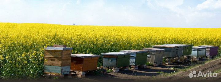 Пчелиные улья