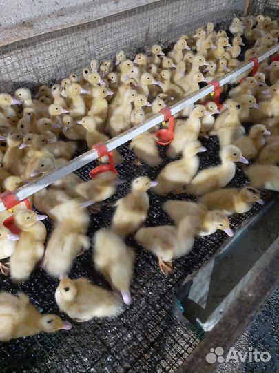 Гусята и утята