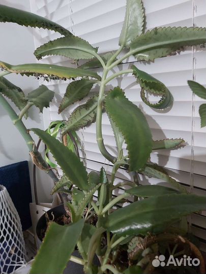 Каланхоэ лечебное