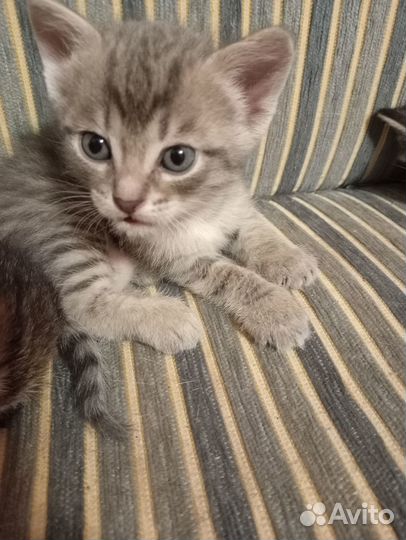 Котята в добрые руки даром