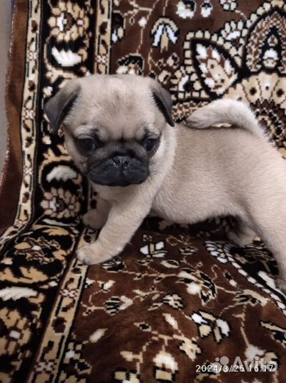 Щенки мопса