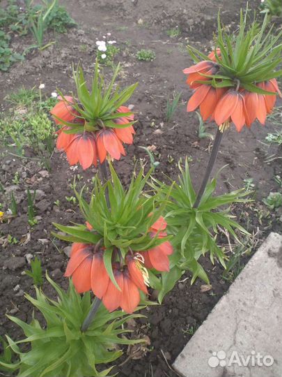 Рябчик императорский оранжевый луковицы