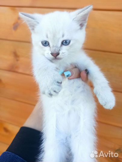 Кошка в дар