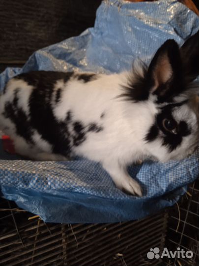 Кролики декоратианые