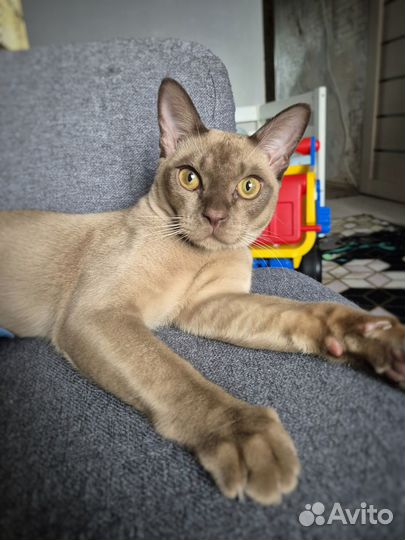 Отдам кота в добрые руки бесплатно