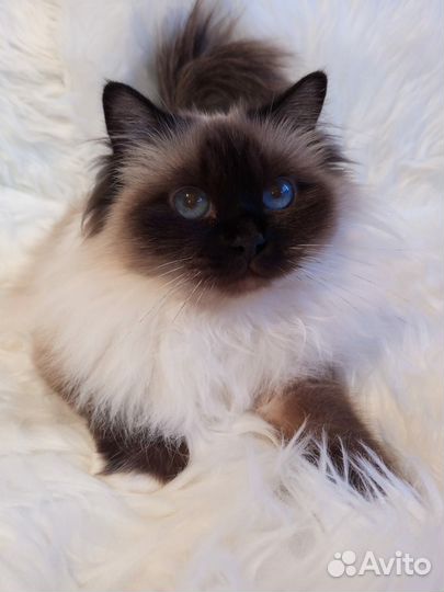 Священная бирма-девочка