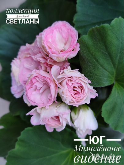 Пеларгония юг Мимолётное видение