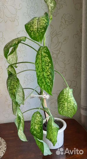 Диффенбахия