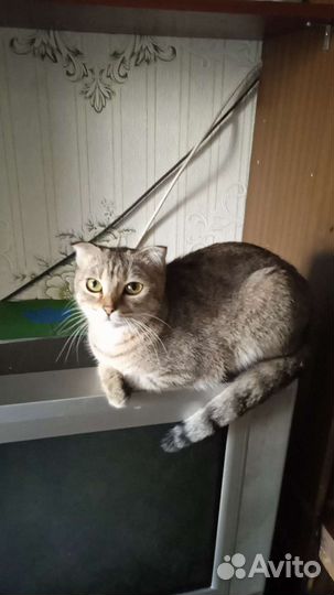 Отдам кошку в добрые руки