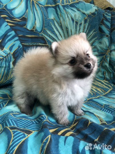 Щенки шпица