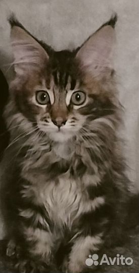 Котята мейнкуна