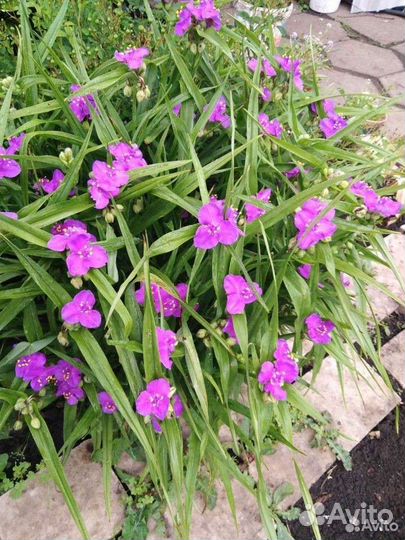 Садовая традисканция