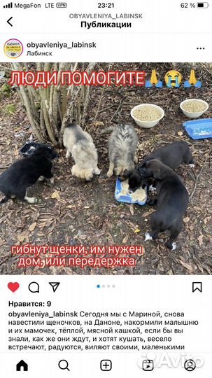 В добрые руки Лабинск