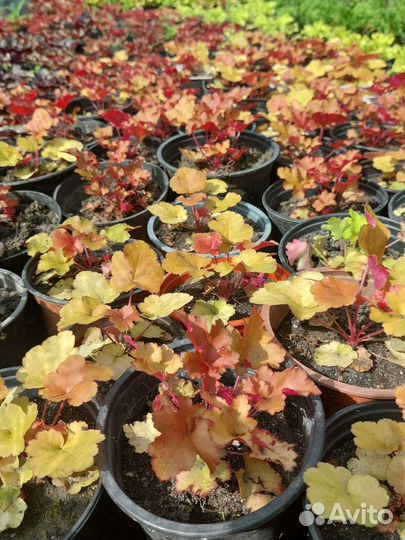 Гейхеры сортовые