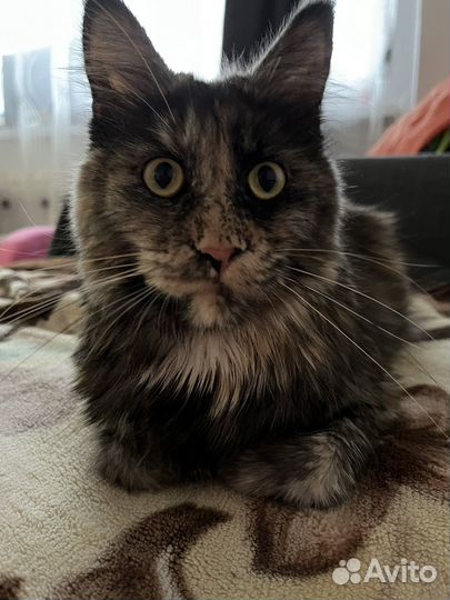 Мейн-кун вязка