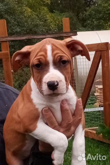 Амстафф щенки документы РКФ